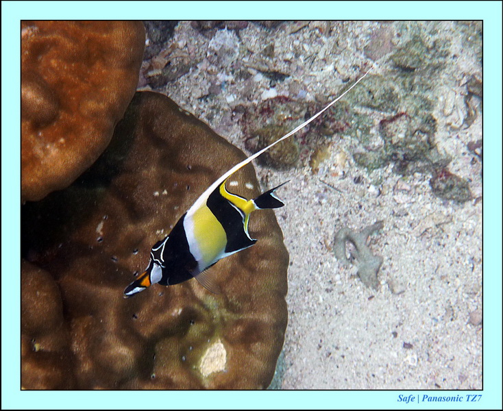 2011 - 07 - Koh Lipe 29